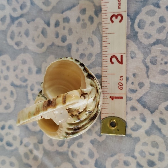 Carved Seashell with Rabbit - Picture 13 of 15